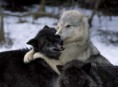 /album/ekthesi-fotografion/living-with-wolves-2-jpg/