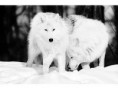 /album/ekthesi-fotografion/a1344908705939245-jpg/